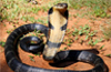 �Snake� catchers tackle King Cobra at Gurupura Kaikamba